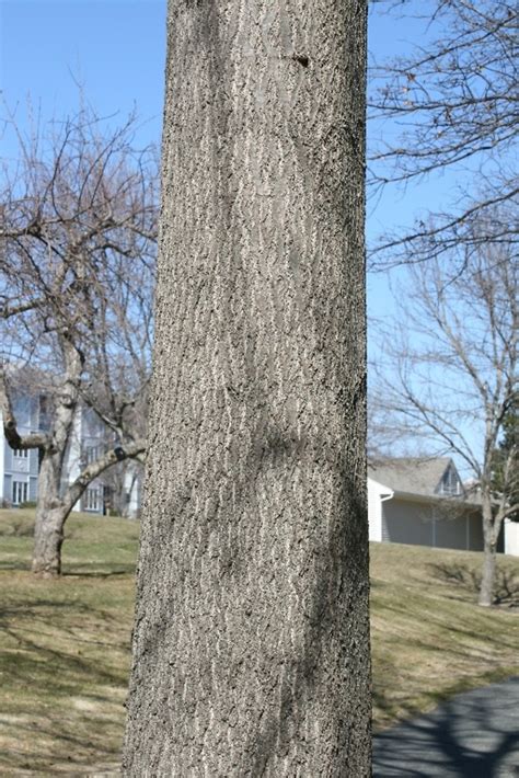 Quercus Palustris Pin Oak Tree