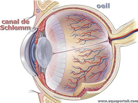 Canal de Schlemm : définition et explications – AquaPortail