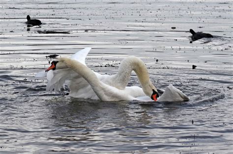 male swans fighting to the death | earthstar