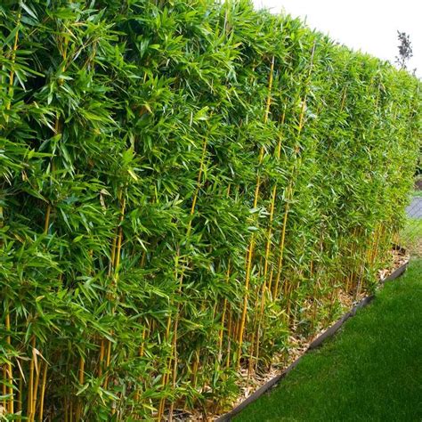 Golden Bamboos for Sale | BrighterBlooms.com | Bamboo landscape, Golden ...