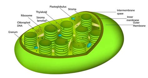 Plant Cell Chloroplast