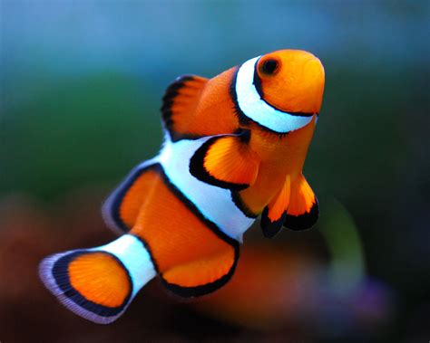 Care Tips for ClownFish. | Tank Facts