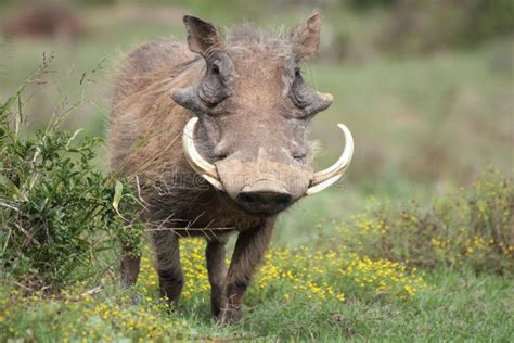 A warthog with big tusks. stock image. Image of beauty - 24220813