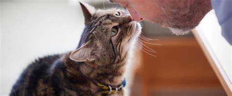 Senior Cat Care: Promoting Wellness at Every Age