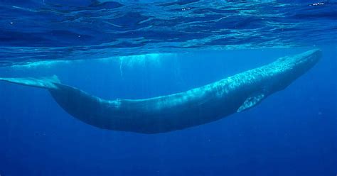 Tamaño de la ballena azul :: Imágenes y fotos