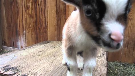 One Week Old Baby Goats Playing - YouTube