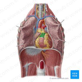 Conus arteriosus: Anatomy and function | Kenhub