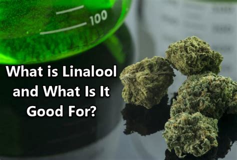 What is Linalool and What Is It Good For?