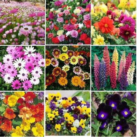 Must have the top 5 popular winter flowers in India - One World News