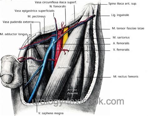 Groin Anatomy