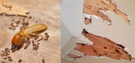 Drywood Termites: Inspection Guide and Treatment