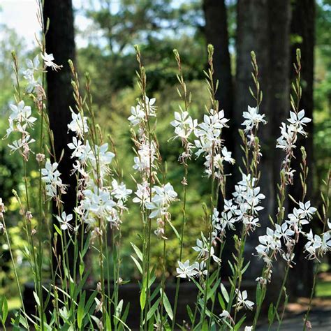 Gaura Seeds - Gaura Lindheimeri Flower Seeds