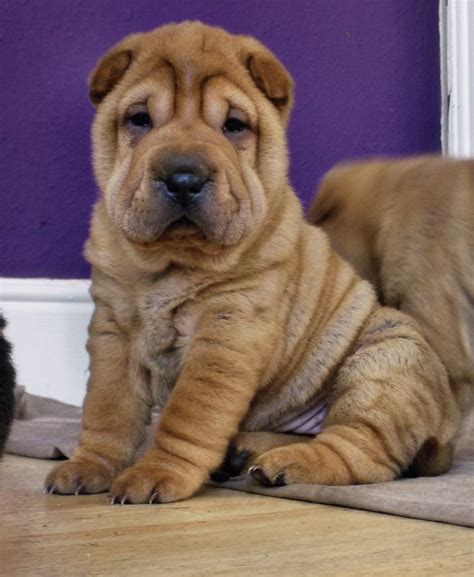 Pin on Shar pei puppies