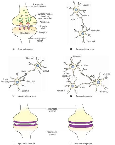 Morphology of a chemical synapse. (A) The presynaptic terminal and ...