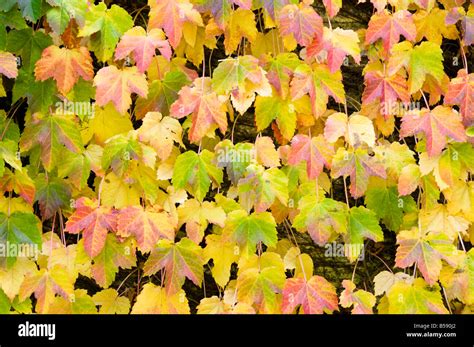 Virginia creeper wall hi-res stock photography and images - Alamy