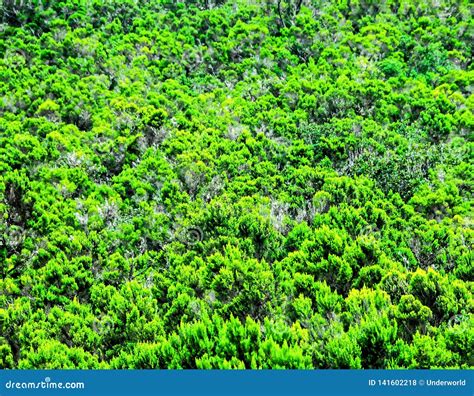 Wild Forest Pine Tree Leaves Texture Stock Foto - Image of pijnboom ...