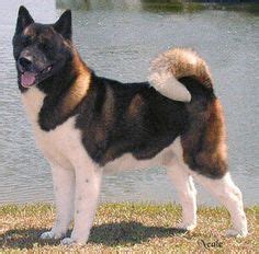 Akita blue heeler mix | Akita, Heeler mix, Blue heeler