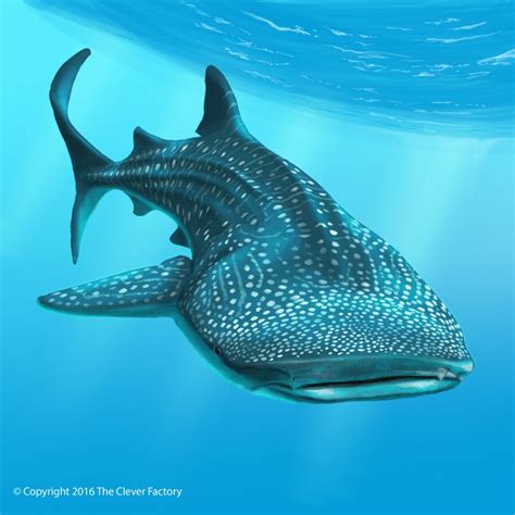 'Whale Shark Illustration' by Bill Kersey - Graphic Design from United ...