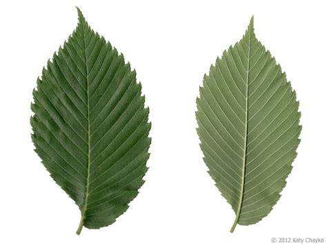 Ulmus americana (American Elm): Minnesota Wildflowers