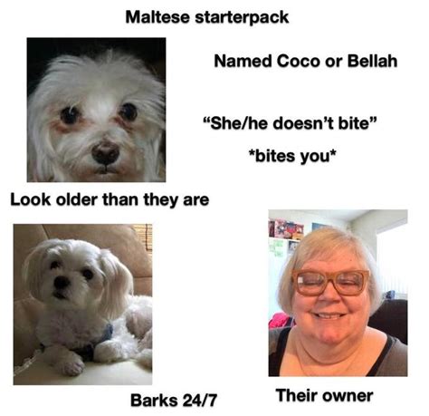 Maltese starterpack | Small White Dogs With Crusty Eyes | Know Your Meme