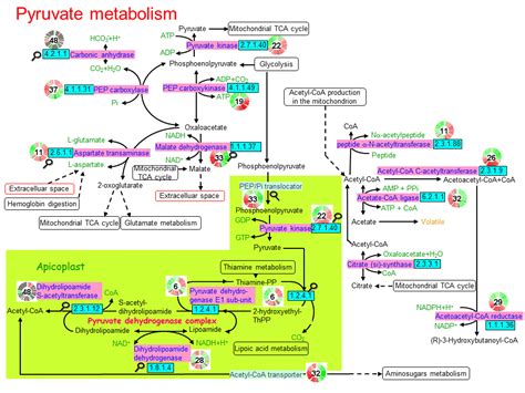 Pyruvate metabolism