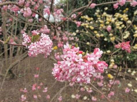 Viburnum Bodnantense Dawn | Emerald Plants