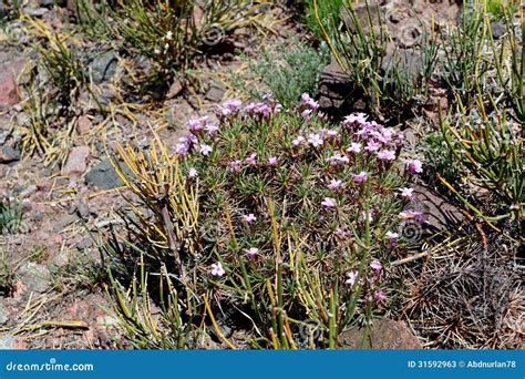 Plants Of Arid Stock Photos - Image: 31592963