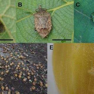 Damage of Hemiptera in orchards. (A) Plautia stali, (B) Halyomorpha ...