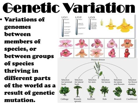 PPT - 7th Grade Unit 4: Inherited and Adaptive Traits for Survival ...