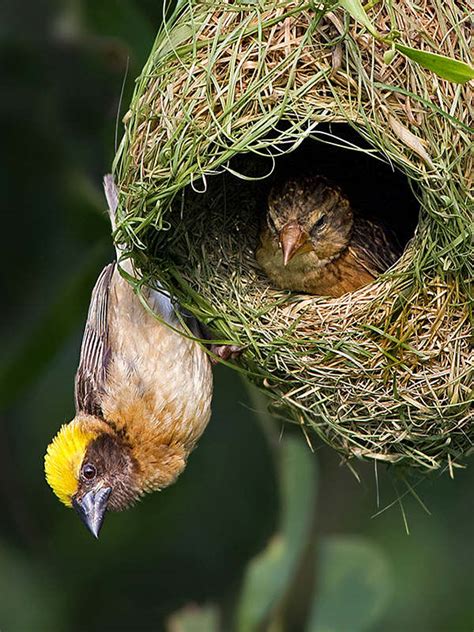 Weaver Bird Nest