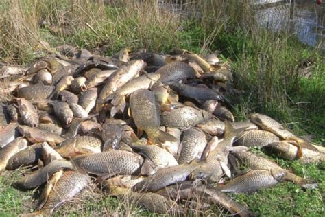 Herpes virus to be used in fight against carp in Murray River ...