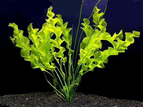 Aponogeton Ulvaceus Bulb – African Aquarium Plant | Aquarium Plants