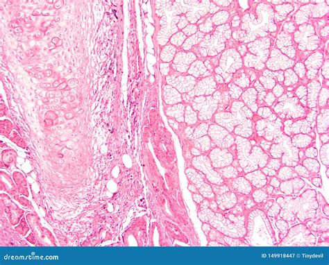 Histologie De Tissu Humain De Larynx Image stock - Image du microscope ...