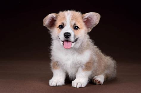 Pembroke Welsh Corgi Puppies are Furrrever! - Furry Babies