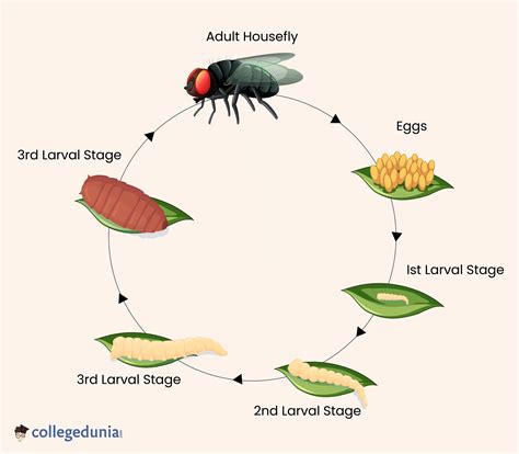 Fly Life Cycle: Life Cycle of Housefly, Stages, Sample Questions