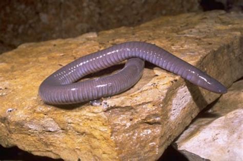 Caecilians – unusual reproductive ecology - Inside Ecology