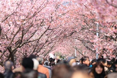 Best Places To Spot Cherry Blossoms In Seoul | Adventure Teaching