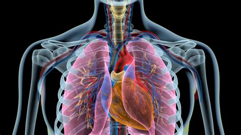 The heart & the lungs: What's the connection? | Blog | ndd Medical