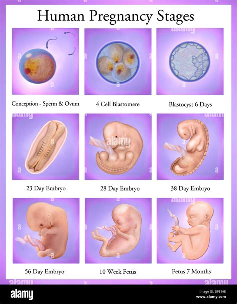 The Stages Of Pregnancy