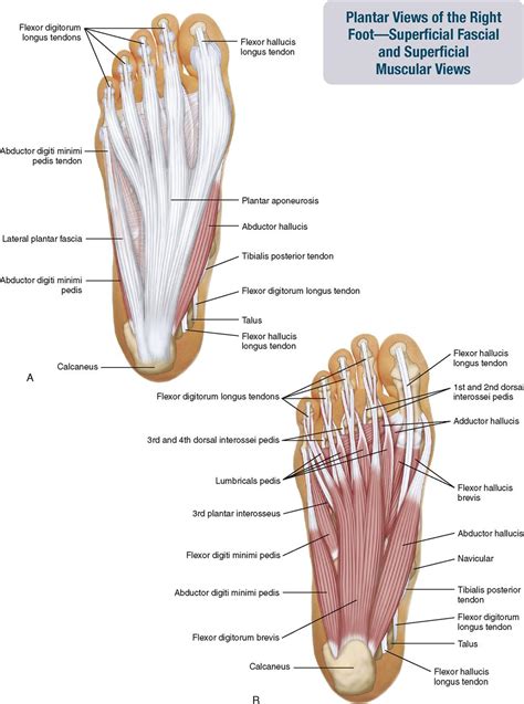 11. Muscles of the Leg and Foot | Musculoskeletal Key