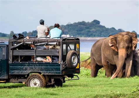 Yala Jeep Safari, Yala National Park - Timings, Safari Cost, Best Time ...