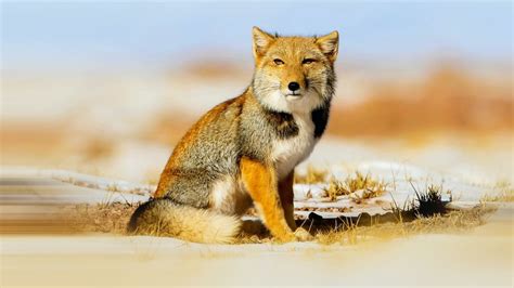 Tibetan Sand Fox: Facts, Diet, Habitat | RoundGlass | Sustain