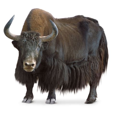 What Is A Yak | Where Do Yaks Live | DK Find Out