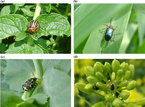 The examples of coleopteran pests of economically important crops ...