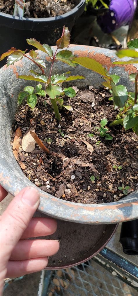 How to propagate roses from cuttings - A loverly life