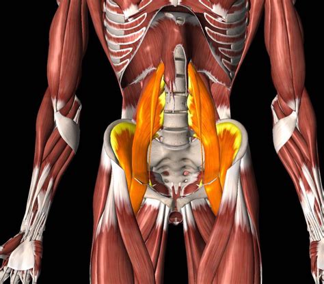 Hip Flexor Anatomy Diagram