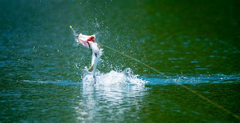 Your Ultimate Guide to Barramundi Fishing in the NT • CU in the NT