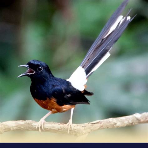 [RAHASIA] Perawatan Murai Batu Borneo Juara, Ciri Ciri Anakan Juara