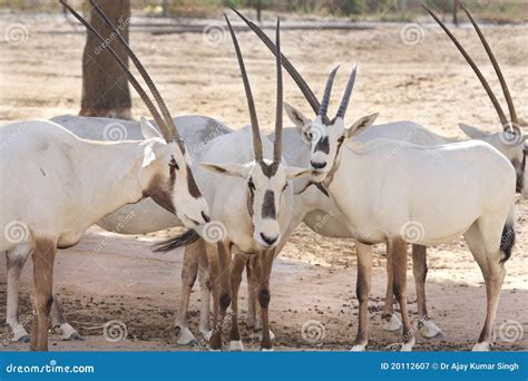 Arabian Oryx with Point Horns Stock Image - Image of semi, peninsula ...