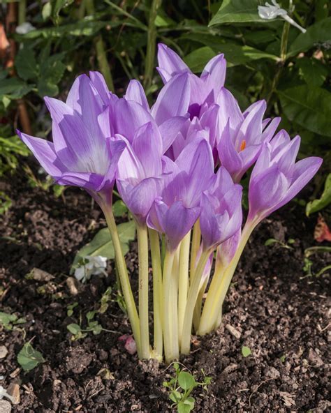 Colchicum 'Giant' bulbs — Buy online at Farmer Gracy UK